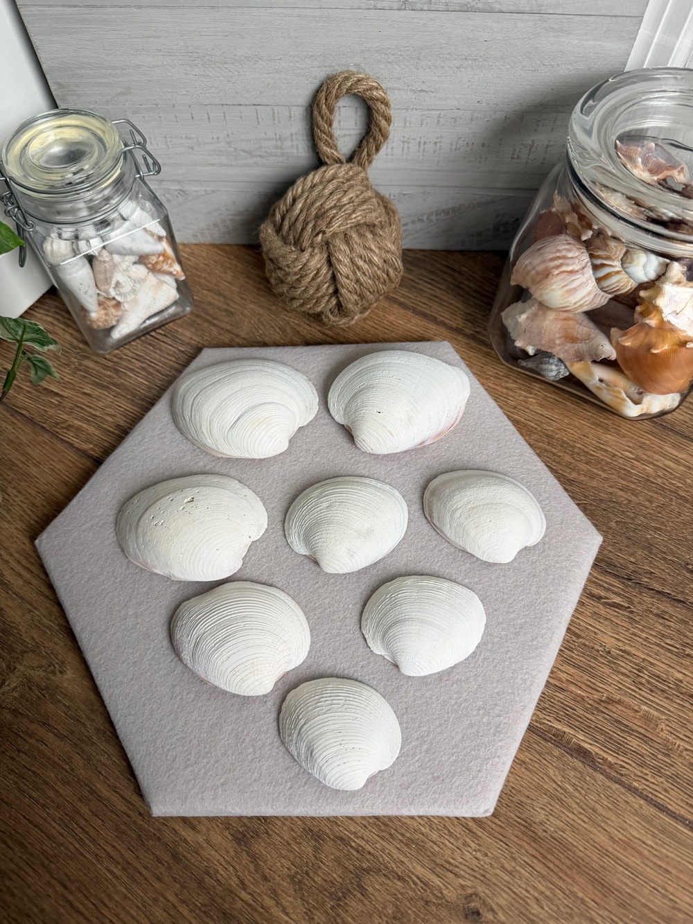 DIY Southern Quahog Clam Shells for Decoupage – Set of 8 | Natural Seashells for